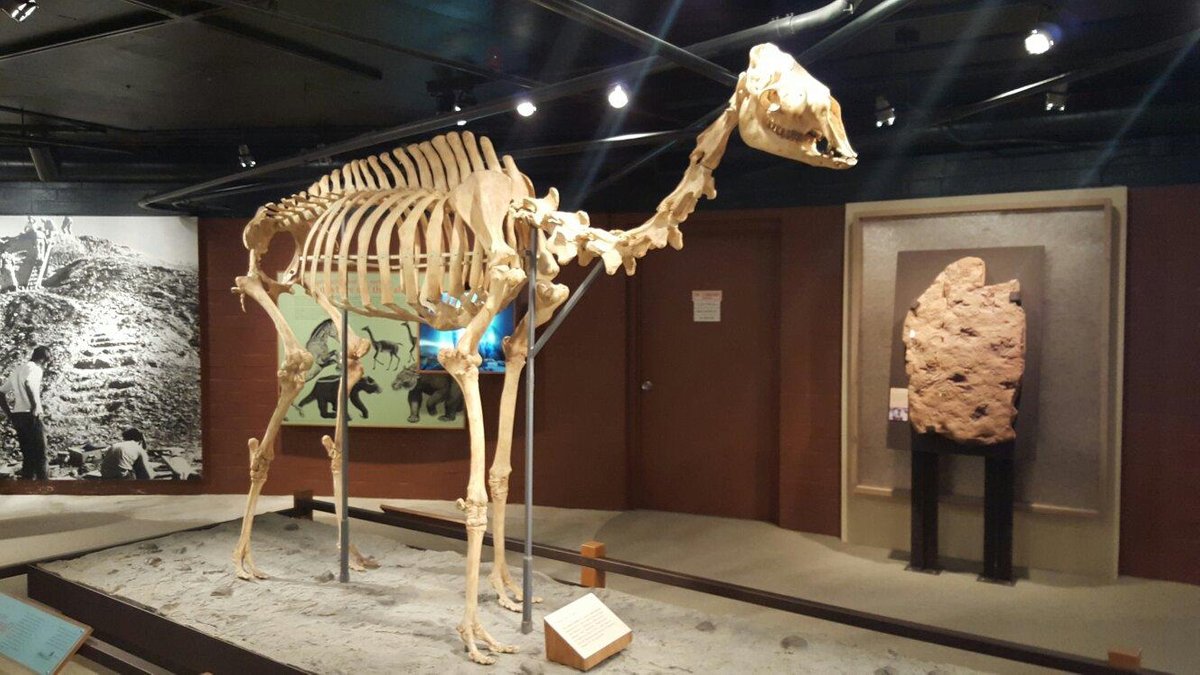 Raymond M. Alf Museum of Paleontology - All You Need to Know BEFORE You Go  (with Photos)